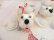 画像3: Poodle Ball Ornament White