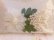 画像4: Daisy&Lily of the Vally Purse
