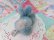画像3: Little Bunny Blue