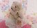 画像3: Little Bear Lace Collar