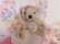 画像2: Little Bear Lace Collar
