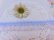 画像2: Frill Lace & Blue Ribbon Trim (2)