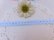 画像2: Flat Lace & Ribbon Blue  (2)