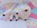 画像7: Baby Cart Poodle Planter