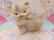 画像2: Mobley Kitten Small