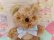 画像4: Skyline Bear 