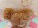 画像7: Skyline Bear 