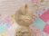 画像11: Mobley Kitten Small