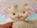 画像9: Mobley Kitten Small
