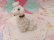 画像8: Spaghetti Poodle S&P Shaker