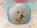 画像2: Poodle Toffee Tin Can