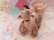 画像5: Spaghetti Poodle Cart Planter