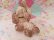 画像3: Big Bow Spaghetti Poodle Pink