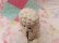 画像9: Curly Poodle Mama&2Baby