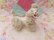 画像2: Twin Spaghetti Poodle White