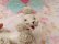 画像7: Twin Spaghetti Poodle White