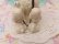 画像8: Curly Poodle Mama&2Baby