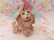 画像2: Big Bow Spaghetti Poodle Pink