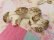 画像10: White Chalk Poodle Pair 