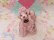 画像2: Spaghetti Poodle Pink Rhinestone