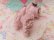 画像6: Spaghetti Poodle Pink Rhinestone