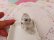 画像5: Mini Poodle Ashtray