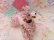 画像5: Spaghetti Poodle Pink Rhinestone
