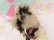 画像8: Message Skunk Figurine