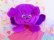 画像2: Garden Heroes Callie Cabbage