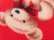 画像9: Teddy Bear Blanket Red (9)
