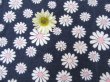 画像3: Baby Flannel Daisy Navy (3)