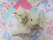 画像10: Jade Collection 3pc Bunnies  (10)