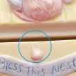 画像9: Bless This Nest Jar (9)