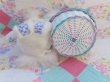 画像9: Giggle Bunny Easter Basket Blue (9)