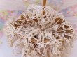 画像6: Wicker Umbrella Wall Pocket (6)
